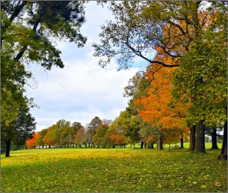 Trees changing colors